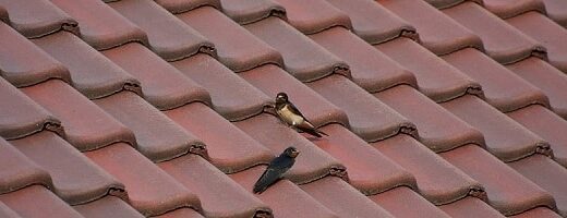 Takstein tips kjopeguide featured