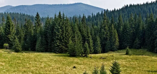 Oke mengde tre i bygninger